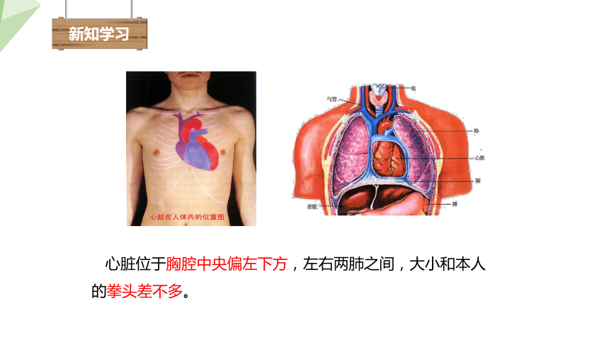 4.4.3 输送血液的泵——心脏 第1课时 课件(共14张PPT)  2023-2024学年初中生物人教版七年级下册