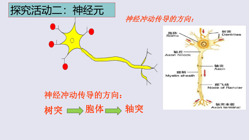 3.5.2神经调节的结构基础课件(共24张PPT)2022-2023学年济南版生物七年级下册