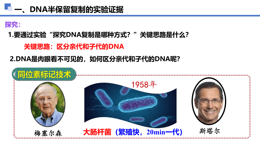 3.3  DNA的复制课件(共33张PPT2份视频)-人教版必修2