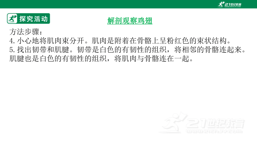 北师大版2.4.2 生物体的器官、系统-2022-2023学年七年级生物上册同步课件(共35张PPT)