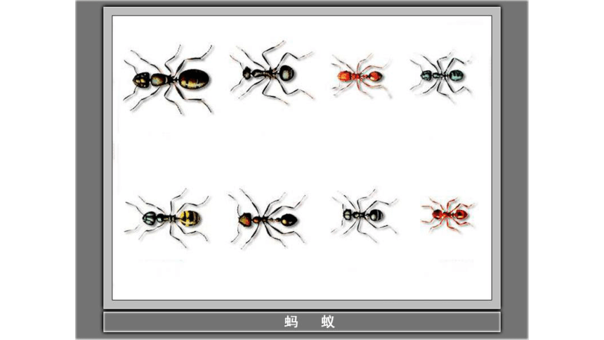 青岛版小学科学四年级上册1.1蚂蚁（课件23张ppt）