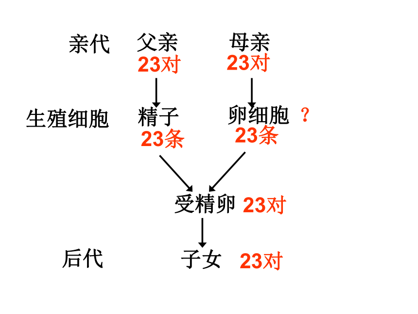 4.4.3人类染色体与性别决定 课件-（共40张PPT）