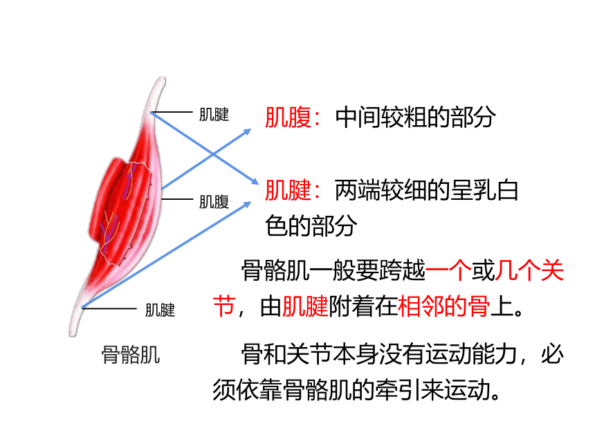 济南版七年级上册生物课件  第二单元第二章第三节 动物的运动课件（共22张PPT）