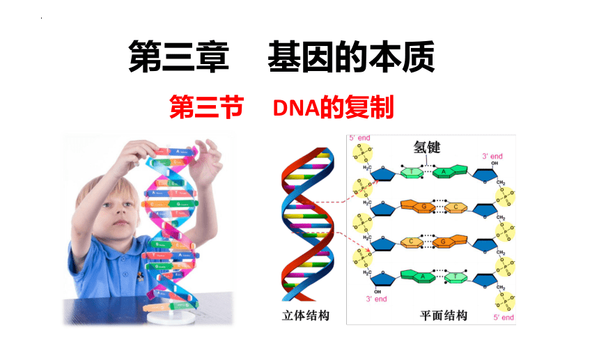 生物人教版（2019）必修2 3.3DNA的复制（共18张ppt2个视频）