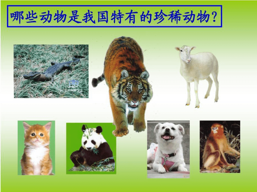 人美版 一年级下册美术 第12课 可爱的动物 课件(共16张PPT)