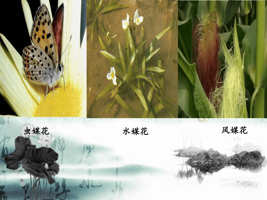 苏教版生物八年级下册 第21章 第二节 植物的有性生殖(2)  课件(共33张PPT)