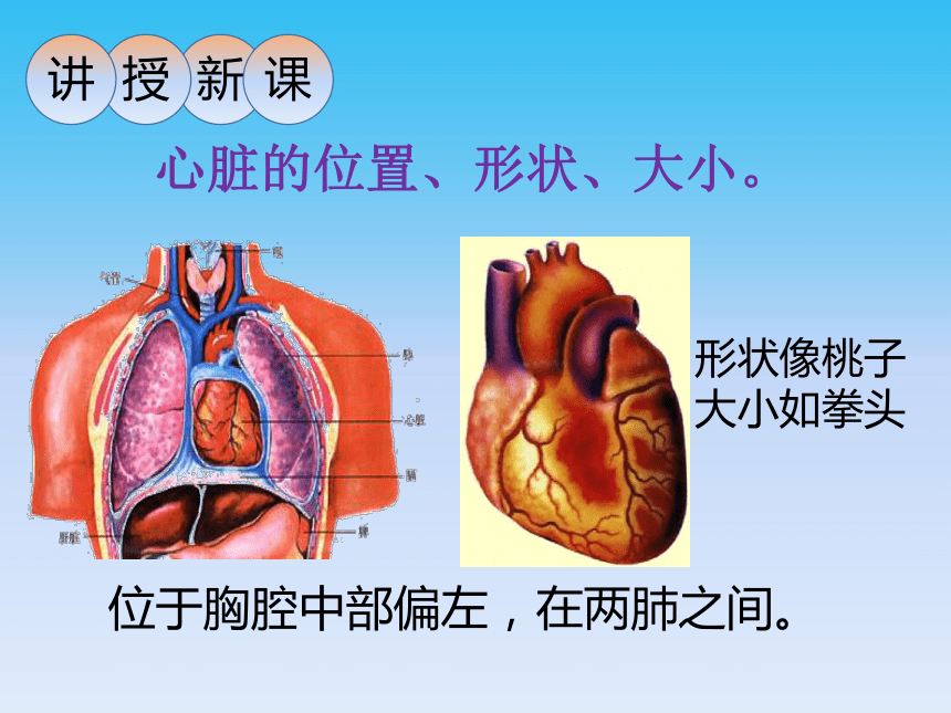 北师大版生物七年级下册 心脏是血液流动的动力器官课件（共25张PPT）