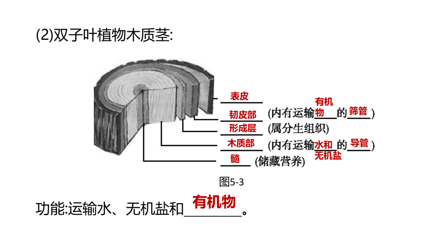 2022年浙江省中考科学一轮复习 第05课时　绿色植物的水和无机盐代谢（课件 34张PPT）