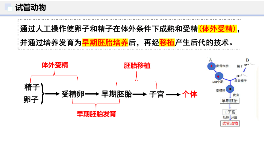 2.3 胚胎工程（第2课时）(共38张PPT)-2023-2024学年高二生物下学期（人教版2019选择性必修3）