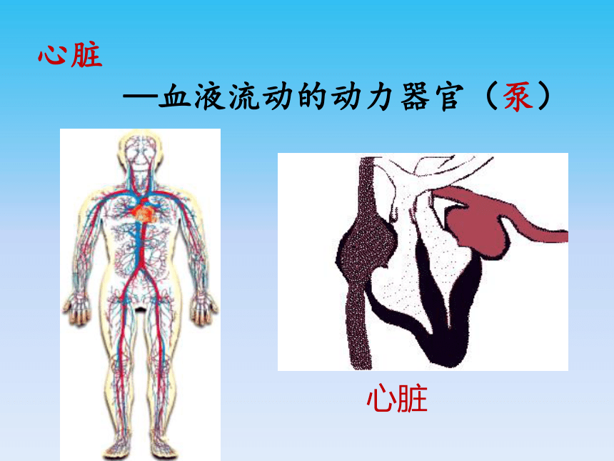 北师大版生物七年级下册 心脏是血液流动的动力器官课件（共25张PPT）