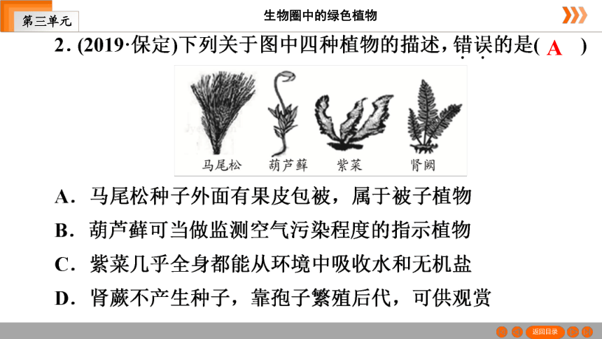 人教版生物七年级上册  第3单元　第1章　生物圈中有哪些绿色植物本章知识网络 课件（共19张PPT）