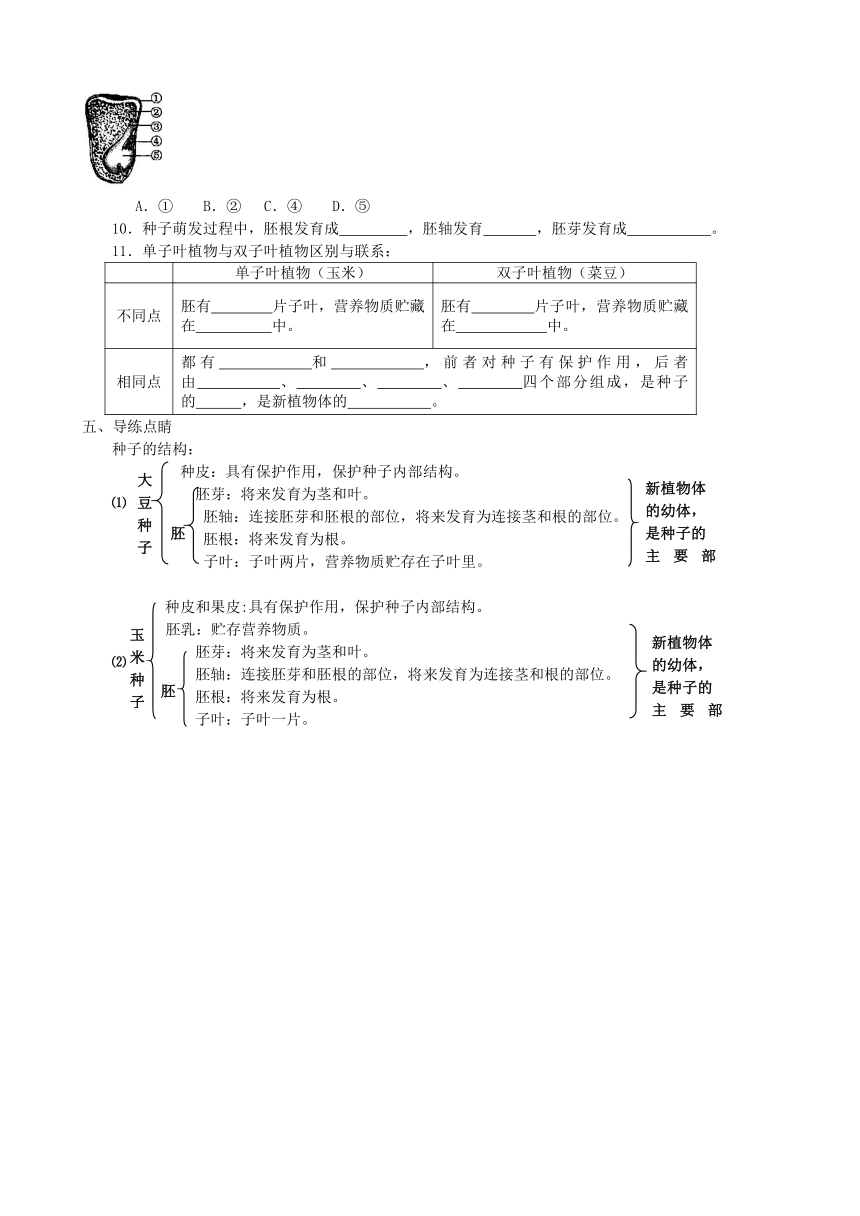 北师大版七年级生物上册 3.6.1  种子萌发形成幼苗 学案 共2课时（附答案）