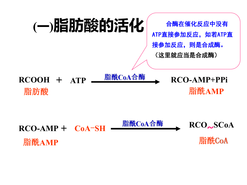 2020-2021高中生物竞赛脂肪酸的分解代谢课件(55PPT)