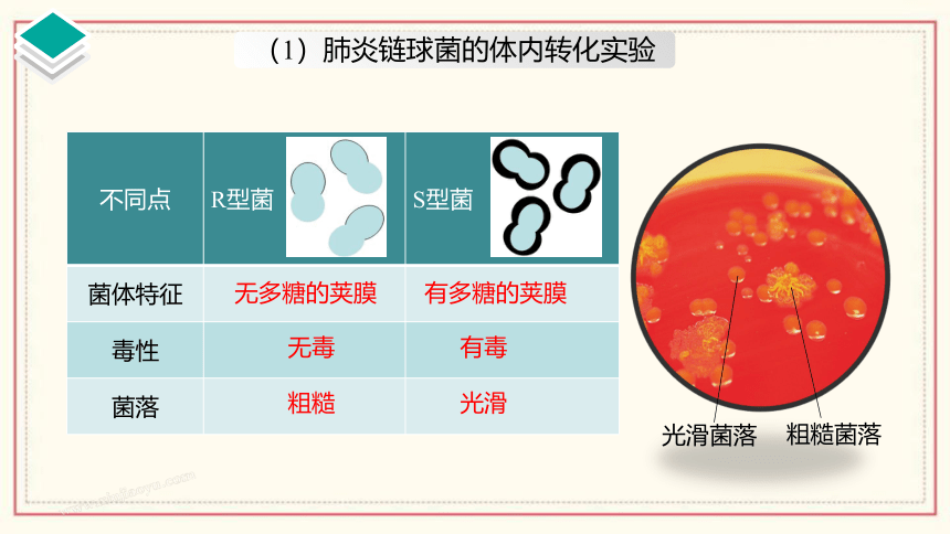 3.1 核酸是遗传物质（共39张PPT、含1份视频）高中生物 浙科版 必修二