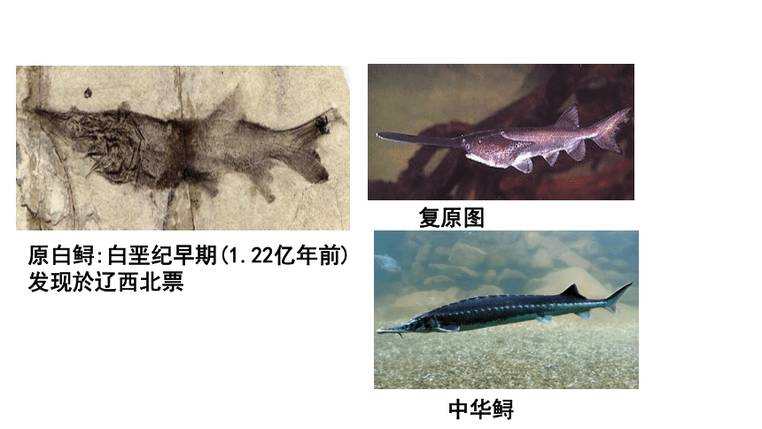 2.3 生物进化课件（20张PPT)