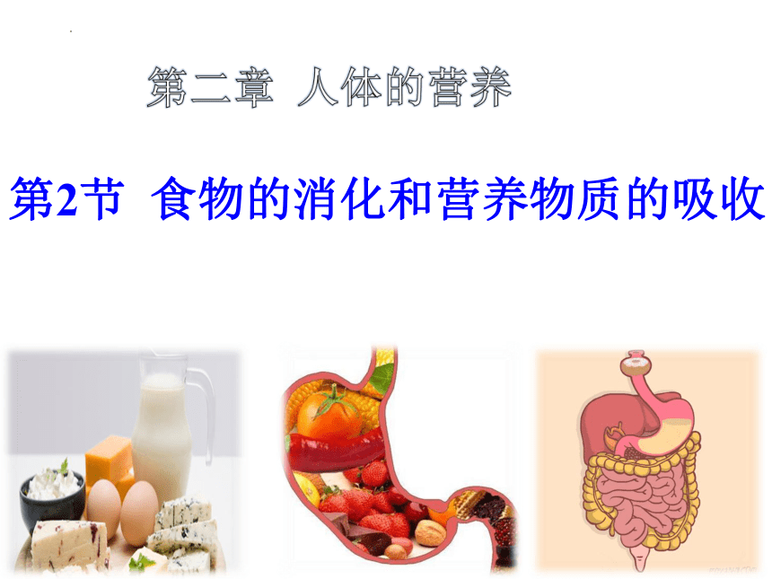 4.8.2食物的消化和营养物质的吸收课件(共31张PPT)2022-2023学年北师大版七年级生物下册