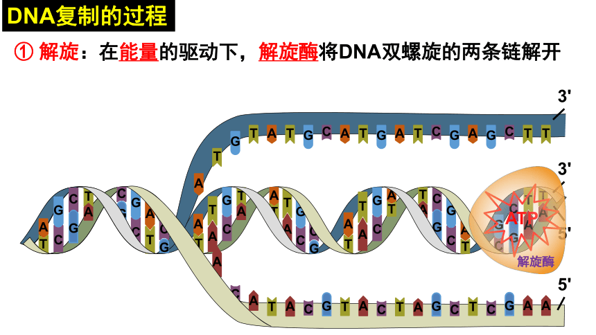 3.3 DNA的复制课件(共33张PPT)-2023-2024学年高一下学期生物人教版必修2