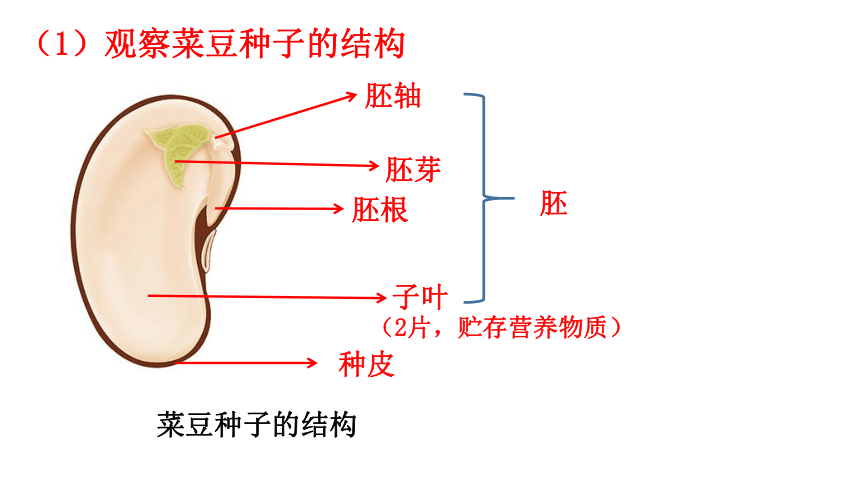 人教版生物七年级上册 3.1.2种子植物课件(共32张PPT)