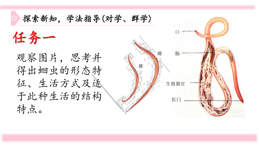 人教版八年级生物上册 5.1.2 线形动物和环节动物 课件  （36张 ）