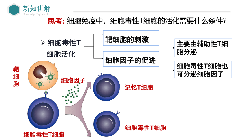 4.2细胞免疫、体液免疫和细胞免疫的协调配合第2课时课件(共28张PPT)人教版（2019）选择性必修1