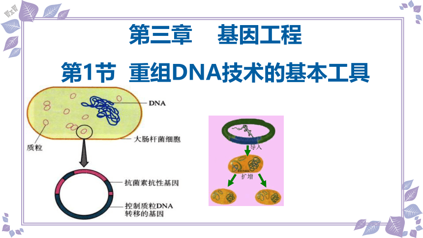 3.1重组DNA技术的基本工具课件（共54张PPT、2份视频）-人教版（2019）选择性必修3