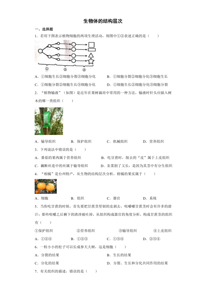 2.3 生物体的结构层次 同步练习（含解析）