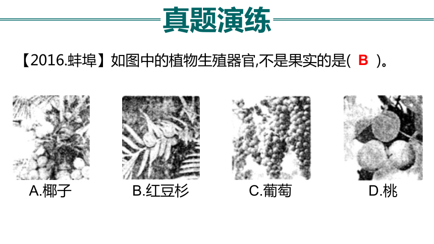 初中生物 会考复习 第三单元 生物圈中的绿色植物（53张PPT）