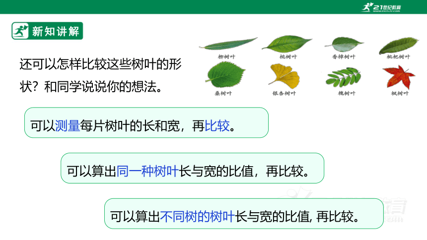 新课标苏教版六上3.9《树叶中的比》课件（33张PPT）