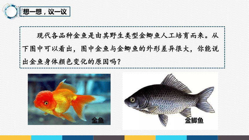 7.2.5 生物的变异课件(共17张PPT)