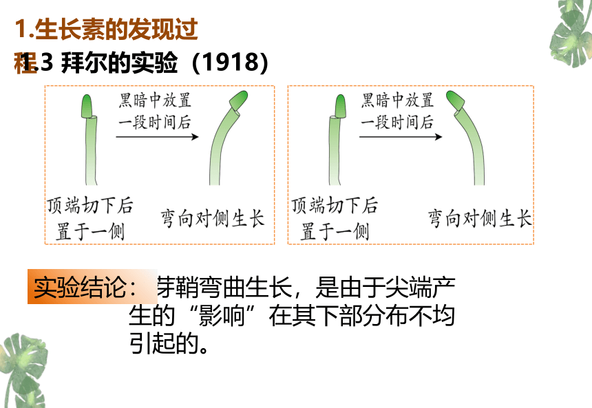 2021——2022学年高二上学期生物人教版必修三3.1植物生长素的发现课件(共31张PPT)