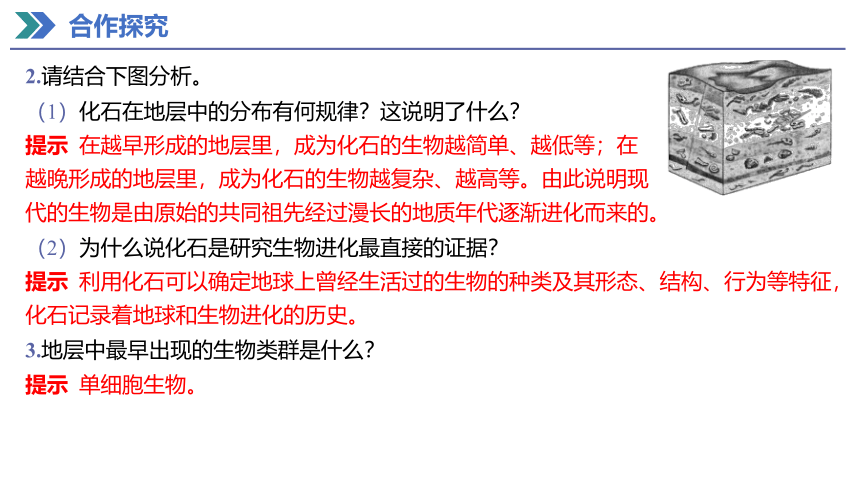 6.1 生物有共同祖先的证据 课件(共27张PPT) 2023-2024学年高一生物人教版（2019）必修第二册