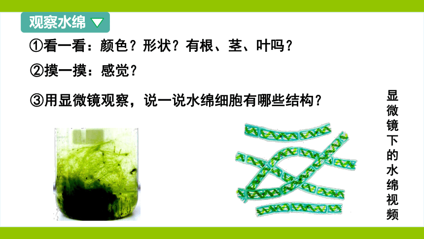 10.2 水中的藻类植物课件（共44张PPT）七年级生物下册（苏科版）