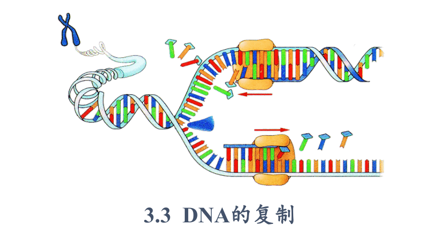 第三章第三节 DNA复制(共27张PPT1个视频)