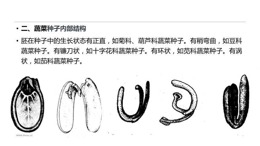 1.2.1蔬菜种子的识别 课件(共34张PPT)-《蔬菜生产技术》同步教学（中国农业出版社）