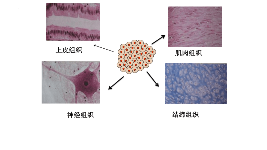 2.2.2 动物体的结构层次课件(共22张PPT)2022--2023学年人教版生物七年级上册