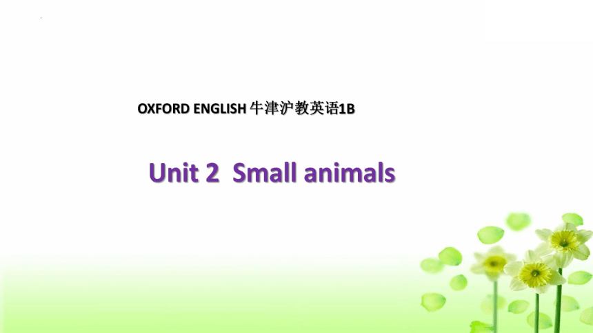 Unit 2 Small animals课件(共21张PPT)