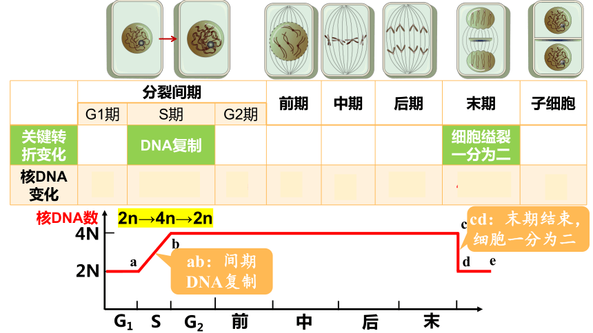 6.1细胞的增殖（第2课时）(课件共27张PPT)