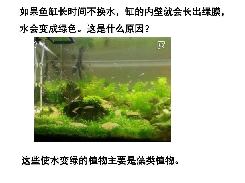 3.1.1 藻类植物  课件(共24张PPT) 六年级生物下册 鲁科版