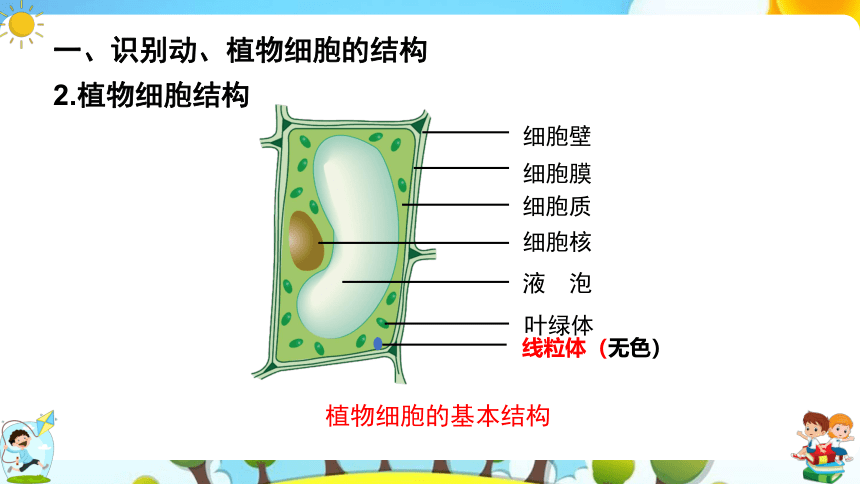 8.1 生物体的基本结构（第2课时）课件（共43张PPT）七年级下册生物（苏科版）