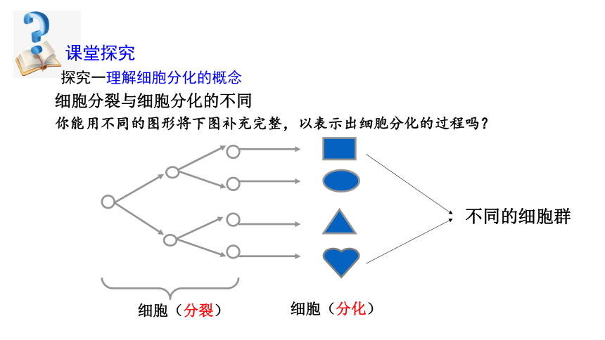 2.2.2 动物体的结构层次  课件2022-2023学年人教版生物七年级上册