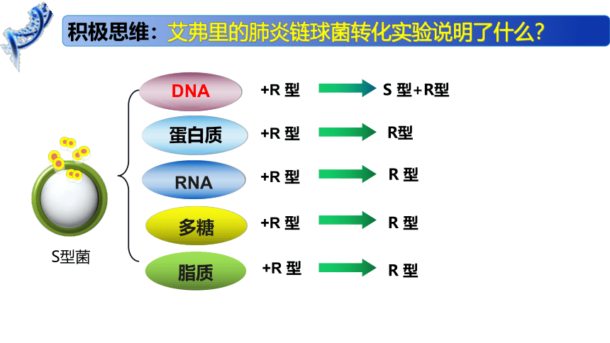 2.1 DNA是主要的遗传物质课件（41张）高一生物（苏教版2019必修2）