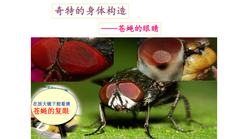 教科版（2001）六年级科学下册1.2 放大镜下的昆虫世界（课件34张ppt）