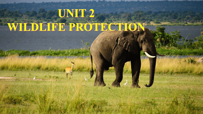 人教版（2019）必修 第二册Unit2 Wildlife Protection Discovering Useful Structures课件(39张pp)