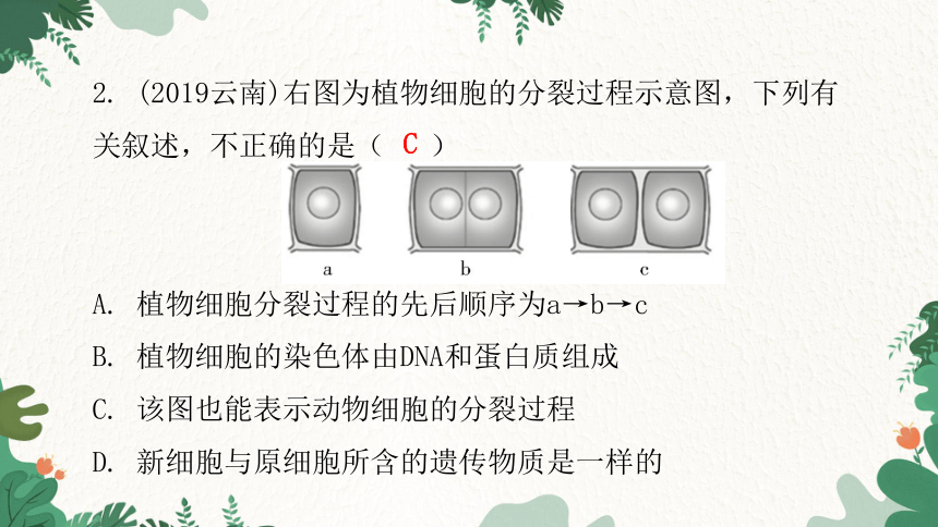 人教版生物七年级上册 第二单元生物体的结构层次章末总结第二章 细胞怎样构成生物体习题课件（共32张PPT）