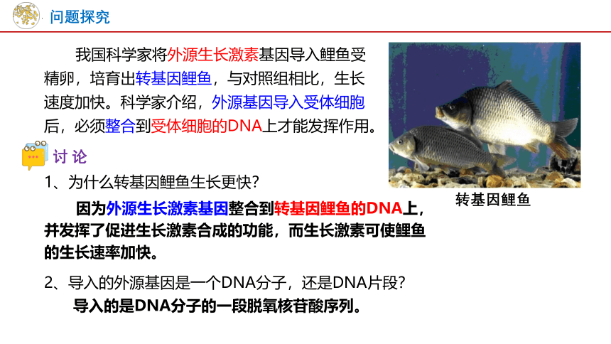 3.4基因通常是有遗传效应的DNA片段课件（共16张PPT）-人教版（2019）必修2