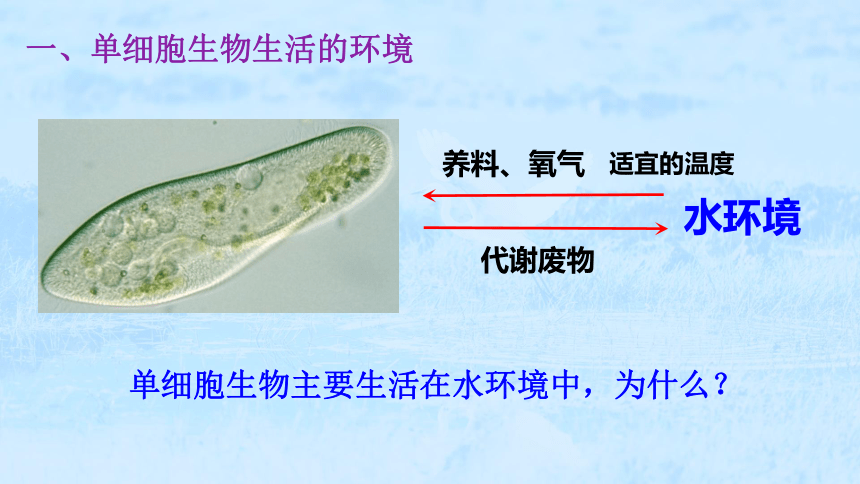 生物人教版（2019）选择性必修一1.1  细胞生活的环境（共77张ppt）