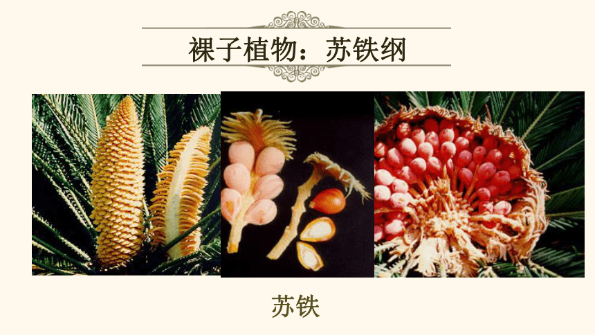13.4.2种子植物课件2022-2023学年北京版生物八年级下册(共24张PPT)