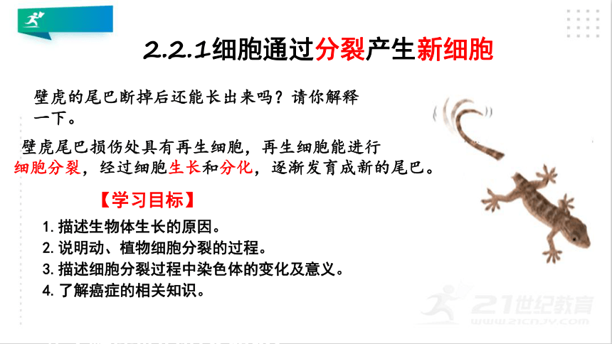 2.2.1 细胞通过分裂产生新细胞课件（共20张PPT）