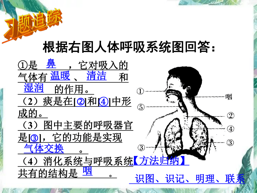 七年级下册 人体呼吸 复习优质课件（共17张PPT）