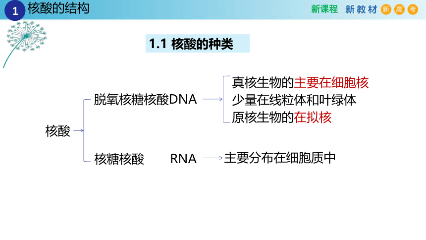 2.5核酸是遗传信息的携带者（2课时）(课件共22张PPT)